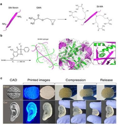  Silk Fibroin: Wondermateriaal voor Biocompatibiliteit en Tissue Engineering!