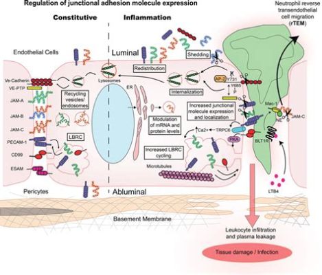  Junctional Epidermal Adhesion Molecules: Een Revolutionaire Biomaterial Voor Tissue Engineering?